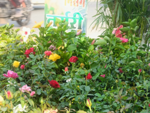 Sarita Nisarag Nursery 8