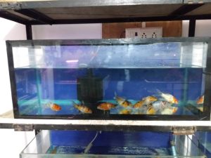 Shree Sai Fish Aquarium And Pet Shop 6