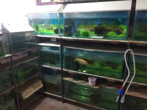 Shree Sai Fish Aquarium And Pet Shop 3