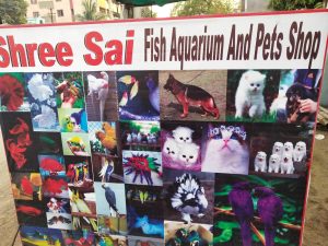 Shree Sai Fish Aquarium And Pet Shop 4