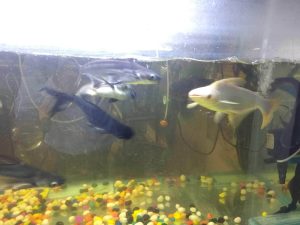 Shree Sai Fish Aquarium And Pet Shop 2