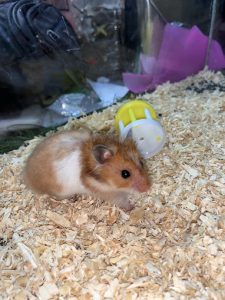 World of Pets 3