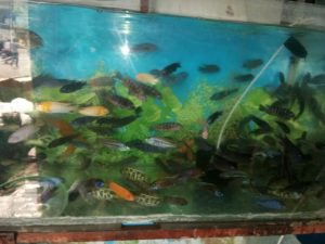 World of Pets 4