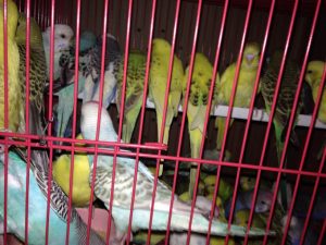 World of Pets 6