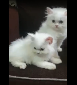 World of Pets 8