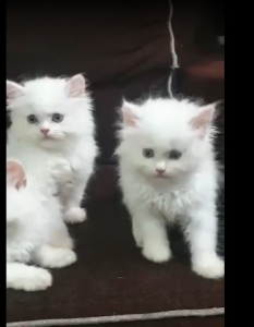 World of Pets 10