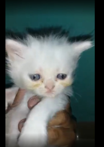 World of Pets 9