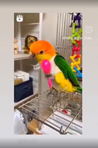 World of Pets 7